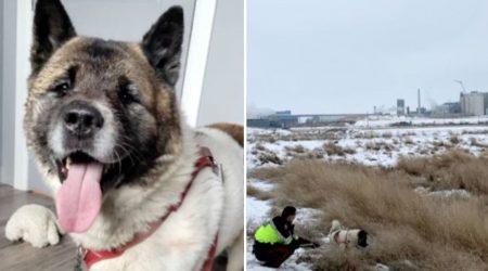 Cachorro chamado Herói lutou contra coiotes e cuidou do dono no gelo por dias