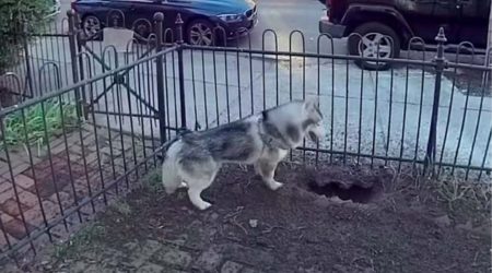 Cachorro escava sem parar após descobrir vazamento de gás e salva bairro inteiro