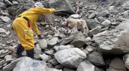 Cão reprovado na academia de polícia se torna herói durante tragédia de terremoto em Taiwan