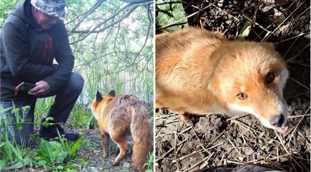 Homem revela amizade comovente com raposa que ele curou na natureza